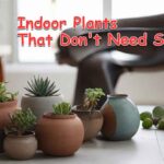 Indoor Plants That Don't Need Sunlight