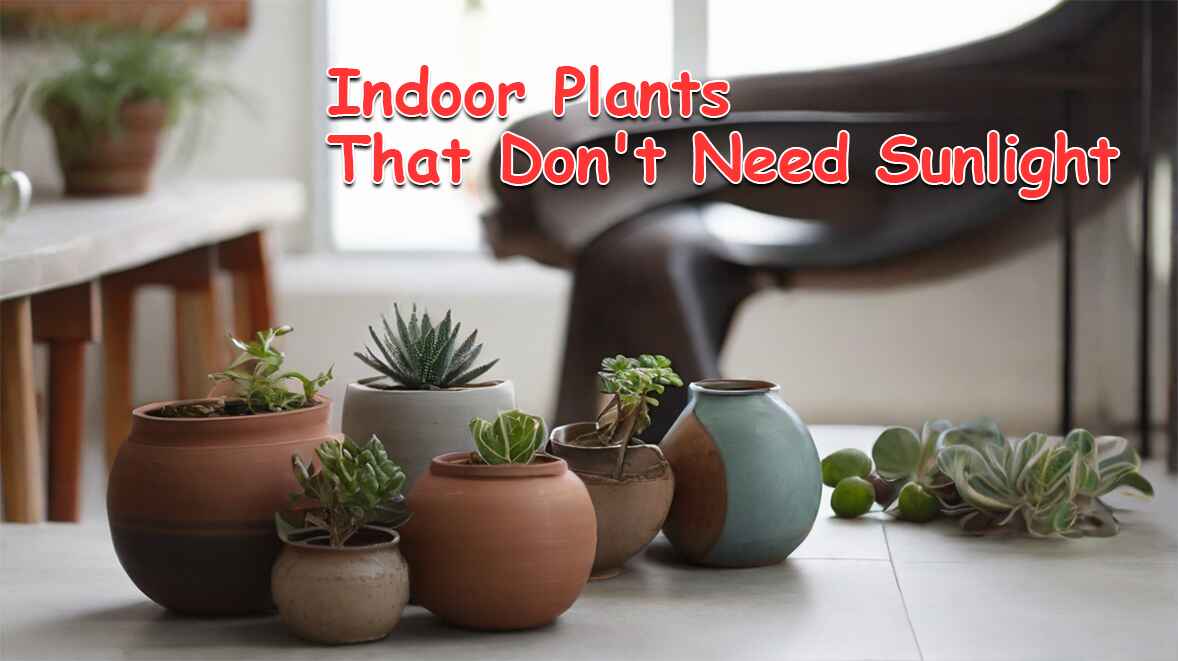 Indoor Plants That Don't Need Sunlight