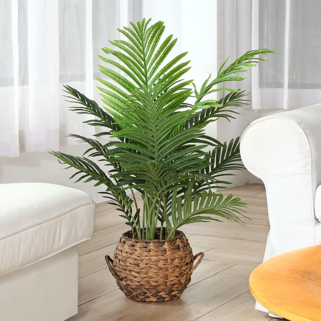 Parlor Palm