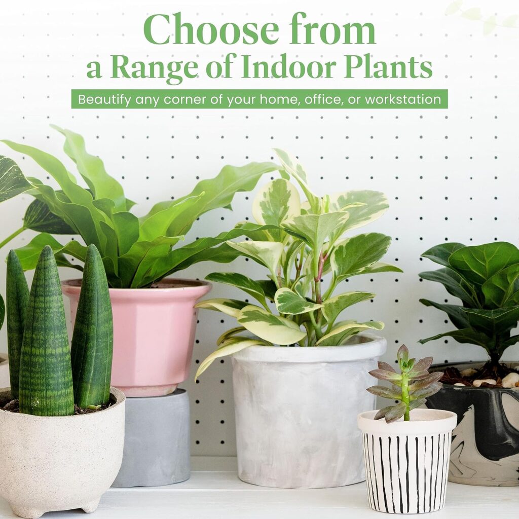 Popular Low-maintenance House Plants