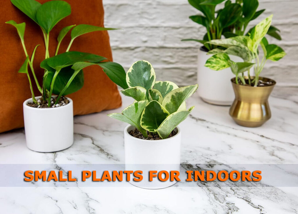 Small Plants for Indoors